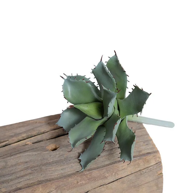 Agave Parrasana Succulent Pick 6.25"