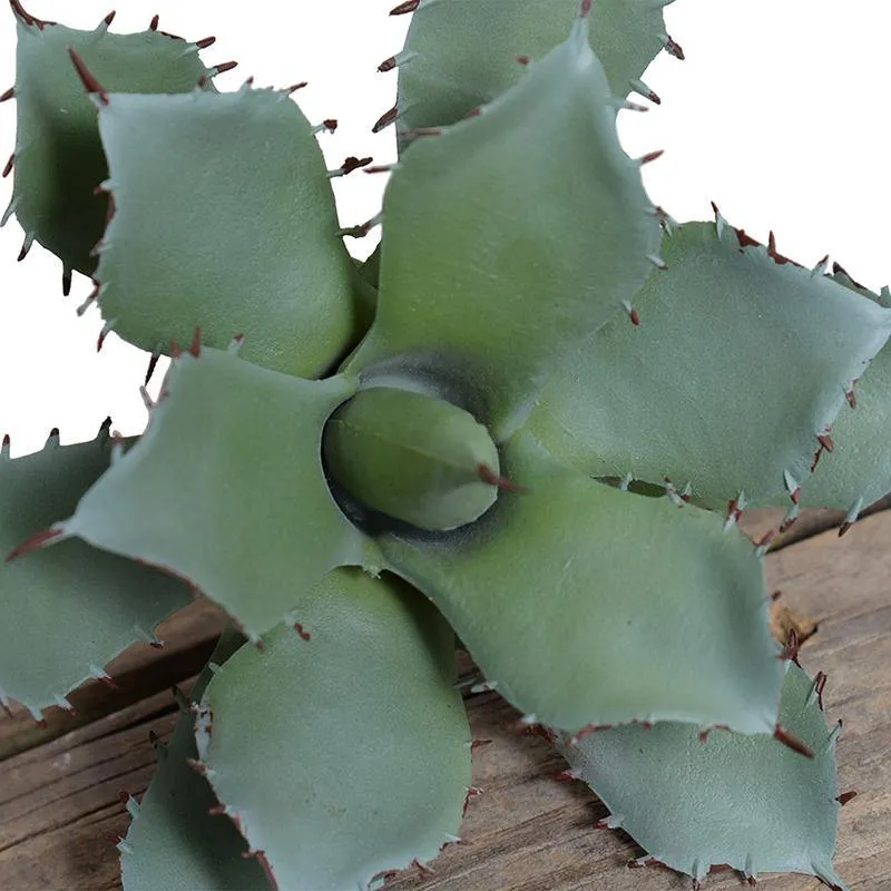 Agave Parrasana Succulent Pick 6.25"