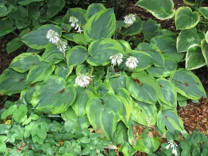 Alvatine Taylor Hosta