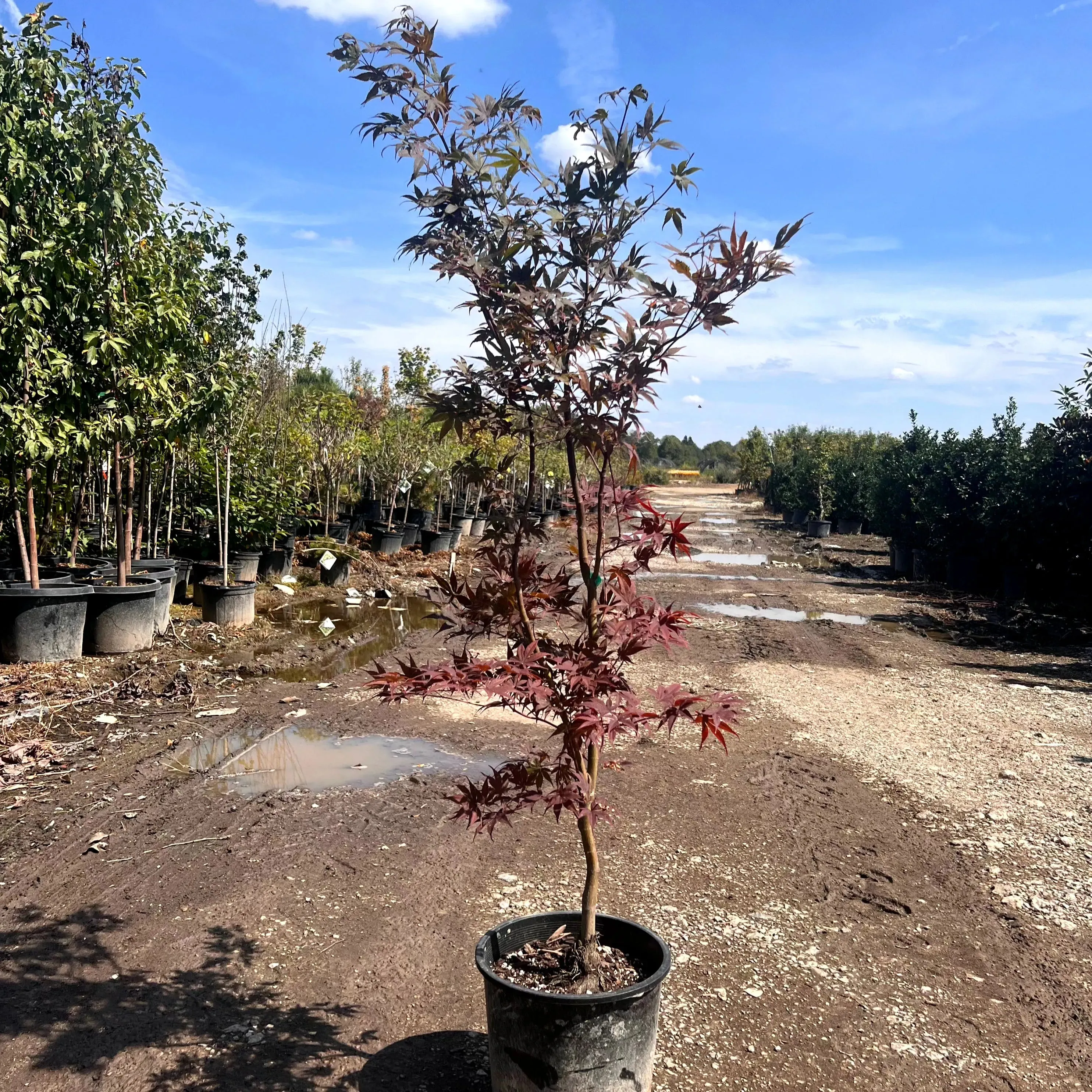 Bloodgood Japanese Maple