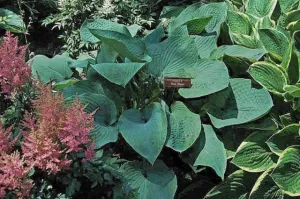 Blue Ridge Hosta