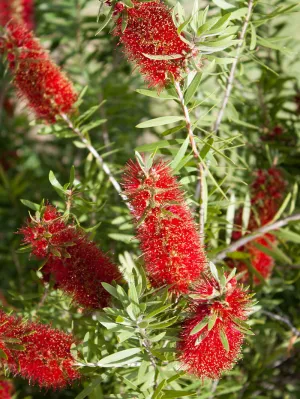 Bottlebrush - Red Cluster