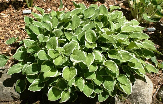 Diamond Tiara Hosta