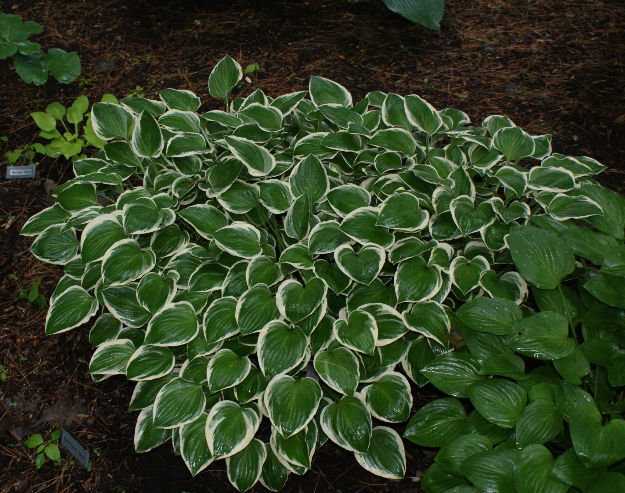 Diamond Tiara Hosta