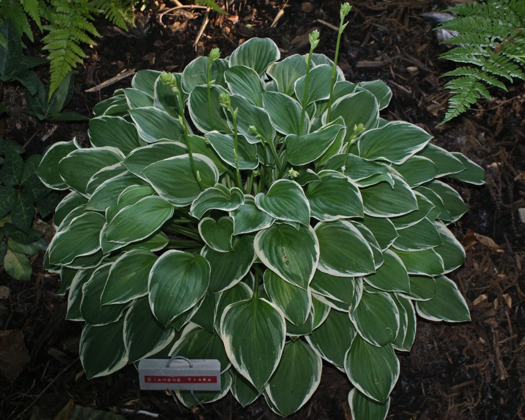 Diamond Tiara Hosta