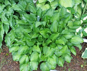 Emerald Necklace Hosta