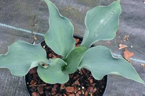 Feel the Sky Hosta