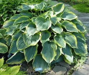 Flemish Angel Hosta