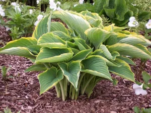 Gabriel's Wing Hosta