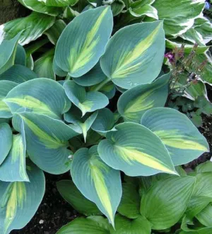 Grand Marquee PP15961 Hosta