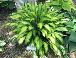 Hawaiian Luau Hosta