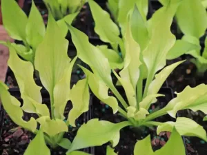 Hide and Seek Hosta