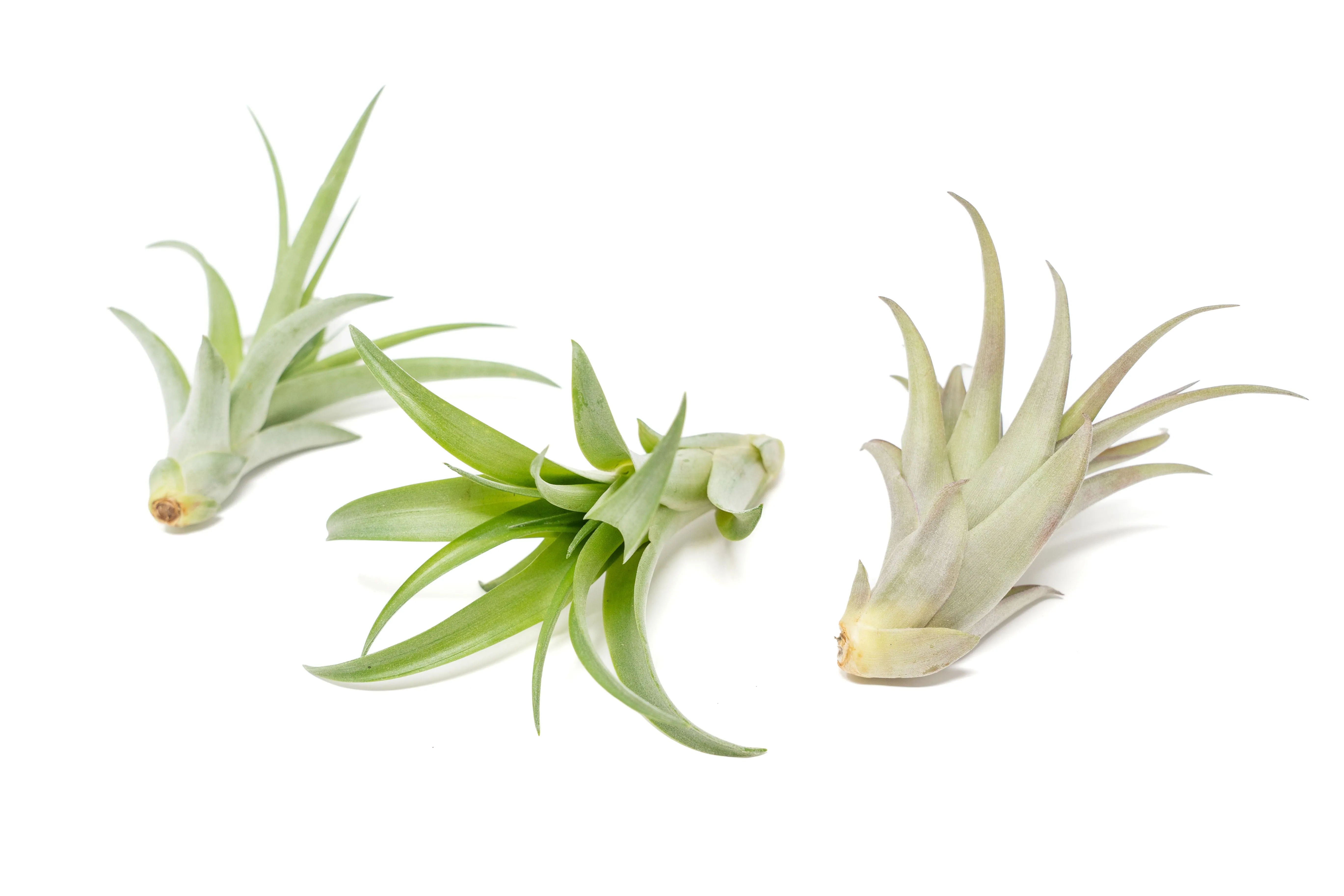 Large Tillandsia Abdita Brachycaulos Air Plants / 5-6 Inch Plants