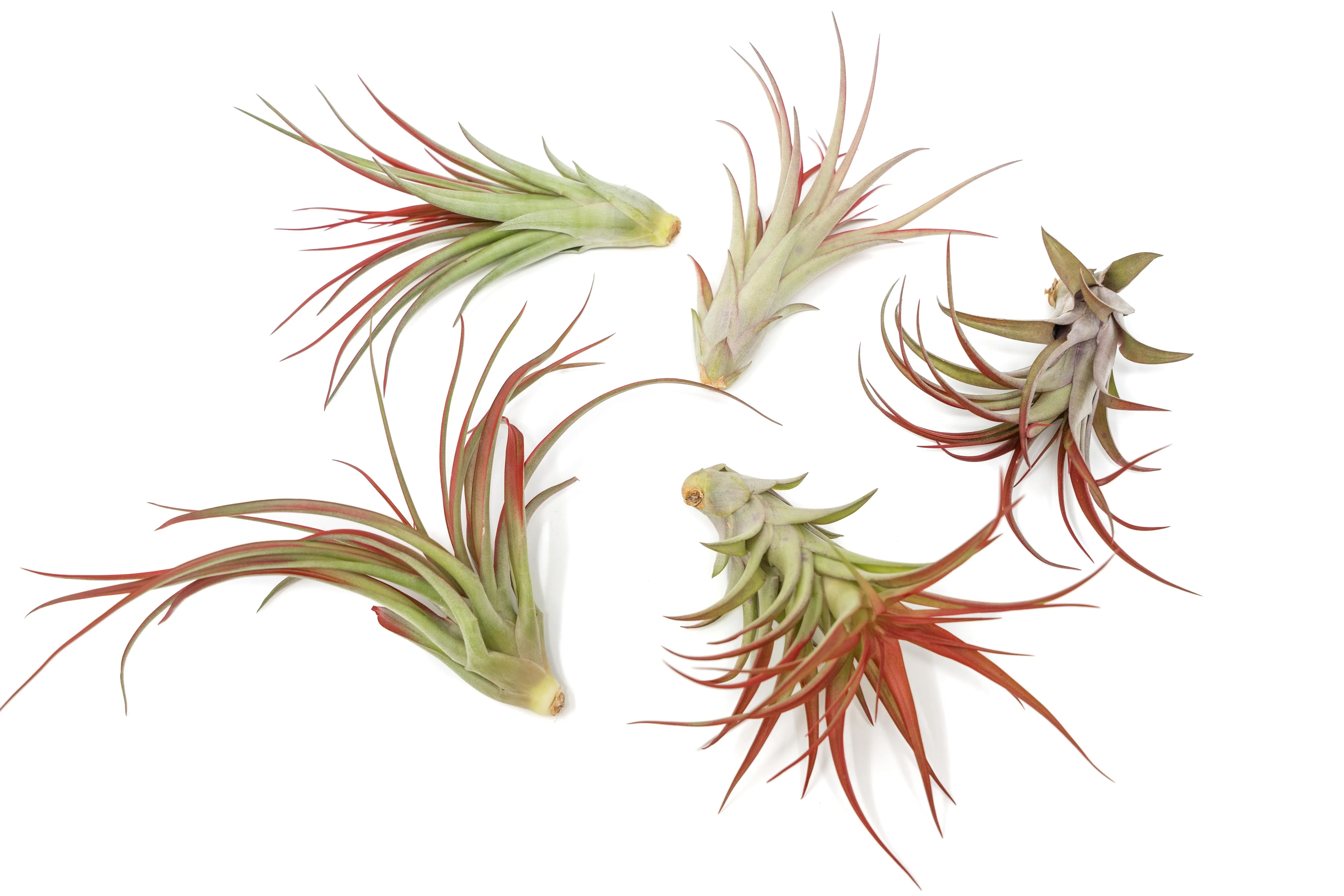 Large Tillandsia Red Abdita Air Plants / 5-6 Inch Plants