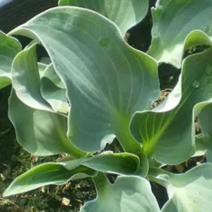 Ruffled Mouse Ears Hosta