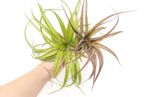 XL Tillandsia Abdita Brachycaulos Air Plants / 7-9 Inch Plants